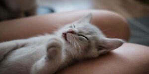 Nằm Mơ Thấy Mèo Đánh Số Mấy | Bao Trúng Số Cho Bạn